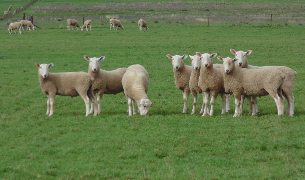 lynwood border leicesters