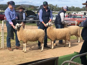 Pair of wooly ewes under one year in line up